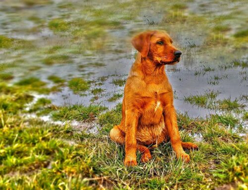 Labrador Retriever Welpe Beautiful Red Sunrise Benny “from the Rough Alb”