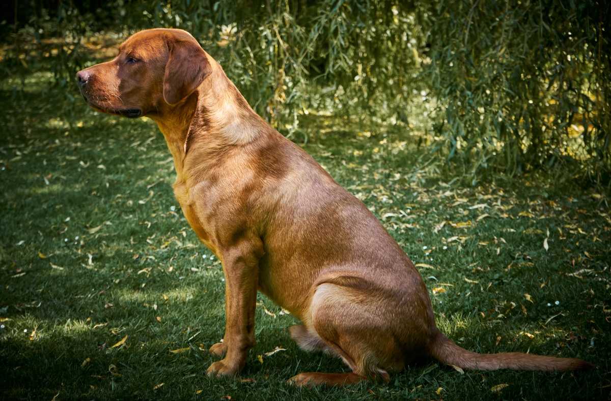 Labrador Retriever Deckrüde Harley