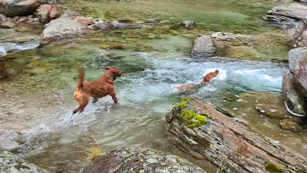 Labrador Retriever Paige liebt kühles Bergwasser
