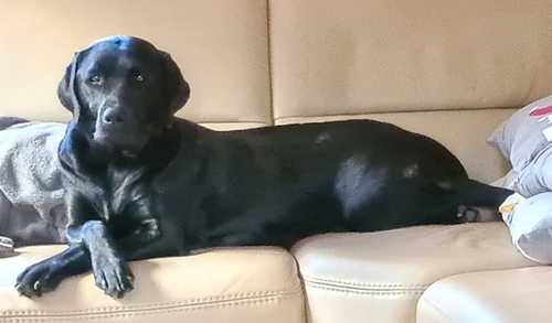 Labrador Retriever Thalia on the couch